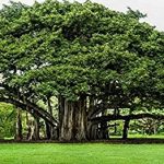 Banyan tree picture