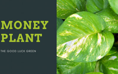 The Lucky Money Plant- Epipremnum aureum