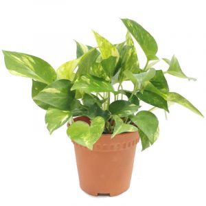 Money plant in a brown pot