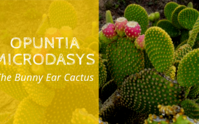 Opuntia microdasys- The Bunny Ear Cactus