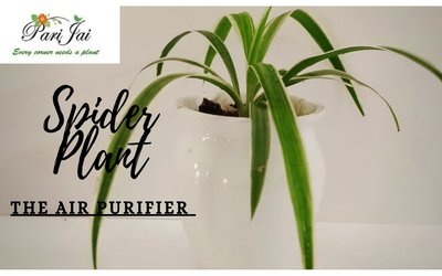 Spider Plant- The Amazing Air Purifier
