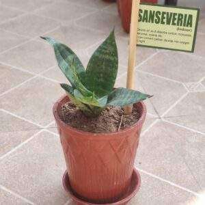 Sansevieria plant