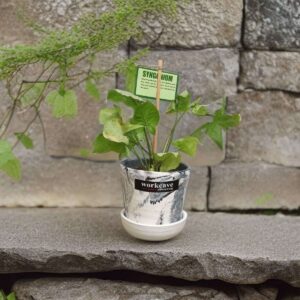 plants