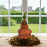 Haworthia