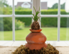 Haworthia