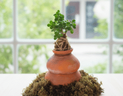 Jade