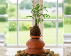 Chamaedorea Palm