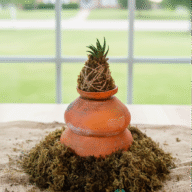 Haworthia