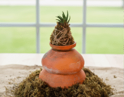Haworthia
