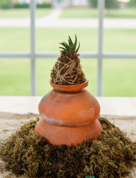 Haworthia