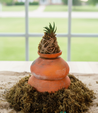 Haworthia