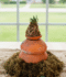 Haworthia