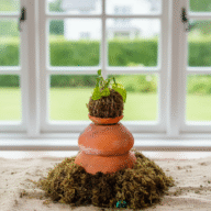 Money Plant