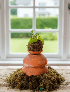 Money Plant