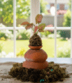 Syngonium