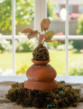 Syngonium
