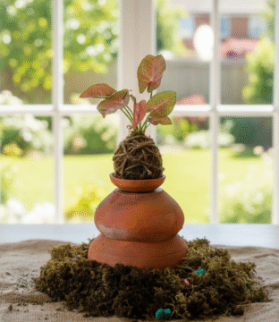 Syngonium